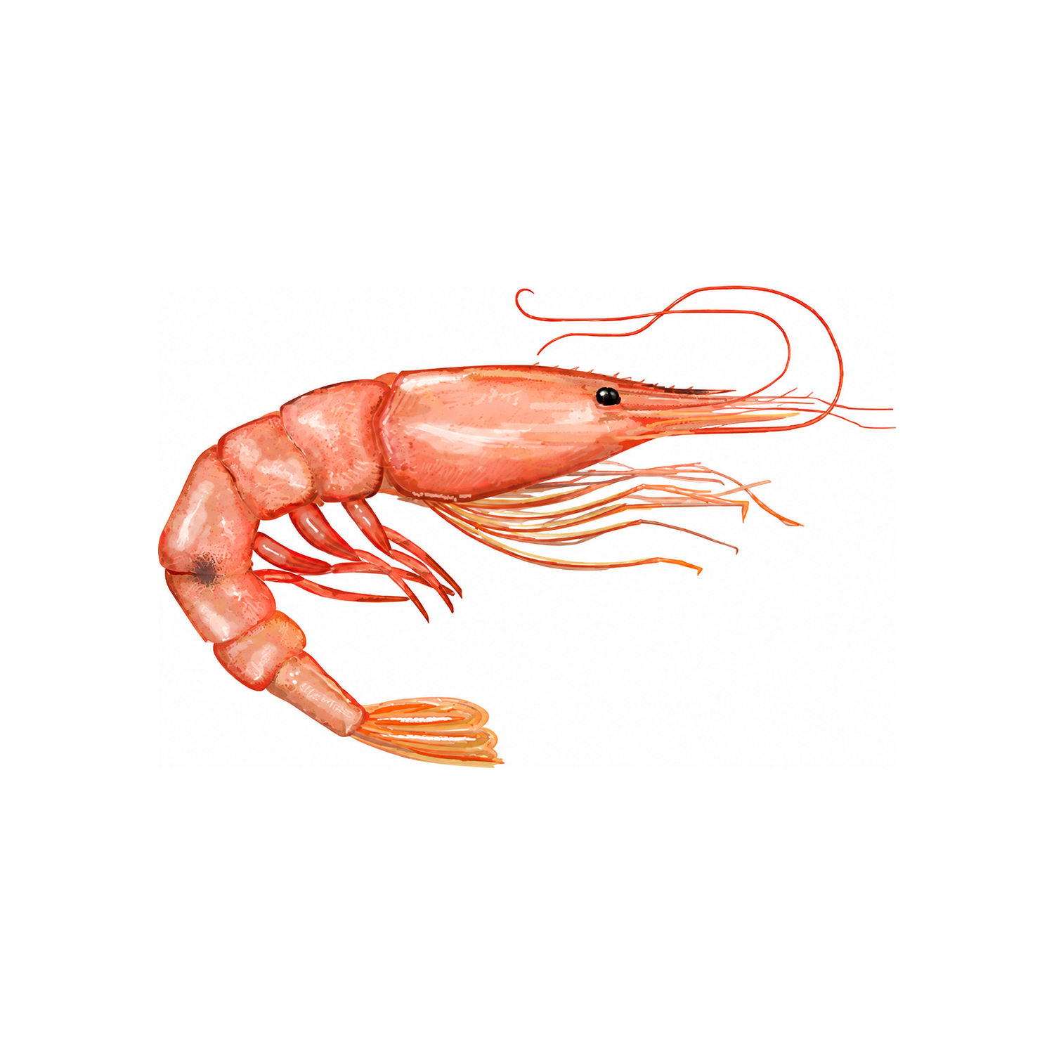Shrimp