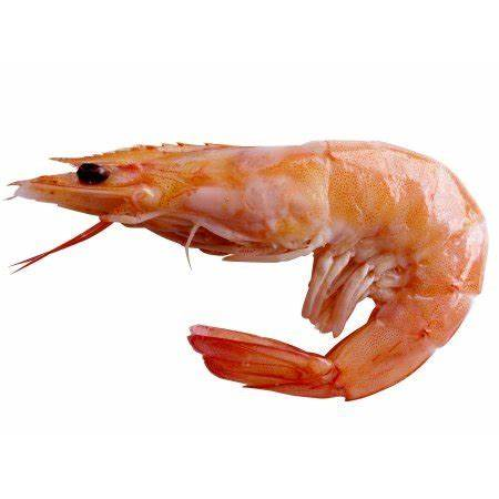 Shrimp